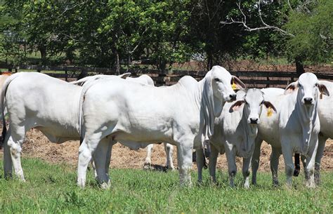 For Sale Triple S Ranch Brahman Cattle In Brenham Texas