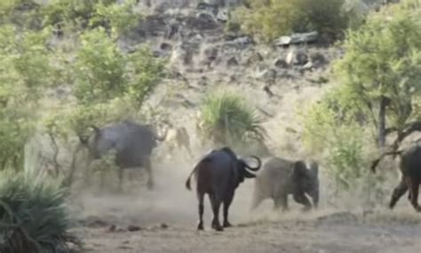Buffaloes Save Baby Elephant From Lions A Heroic Encounter In Kruger