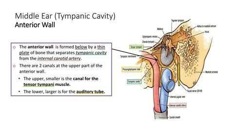 Ppt Anatomy Of The Ear Powerpoint Presentation Free Download Id