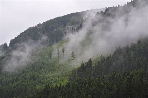 Free Images Tree Nature Forest Wilderness Cloud Fog Mist