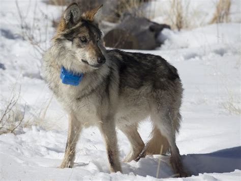 Endangered Wolf Count Suspended After 2 Animals Die