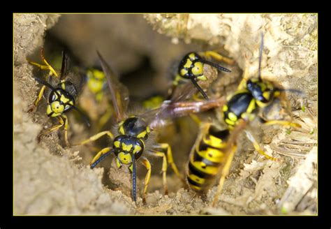 Swarm Of Wasps Exiting Nest Flickr Photo Sharing