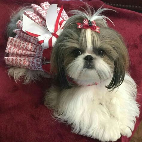 25 Shih Tzu Hairstyle For Female Hairstyle Catalog
