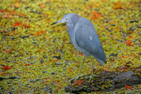 Little Blue Heron In A Swampy Area Stock Photo Image Of States