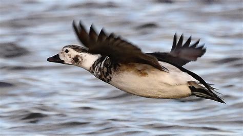 Long Tailed Duck By Andy Thompson Birdguides