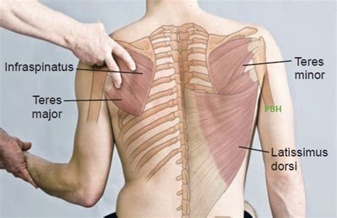 However, the number of women who develop osteopenia, osteoporosis, or both conditions outnumber men in both prevalence and fractures associated with low bone density. Pin by Cinnepin Lemmer on Músculos | Human body anatomy ...