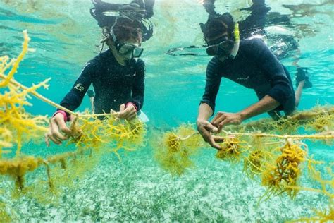 Restorative Aquaculture Can Farming Shellfish And Seaweed Provide