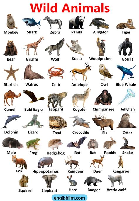 An Image Of Wild Animals With Their Names