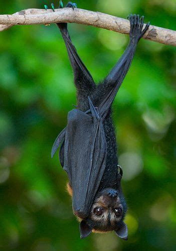 Conspicillatus Spectacled Pteropus Flying Fox At2004 12 12 At 17
