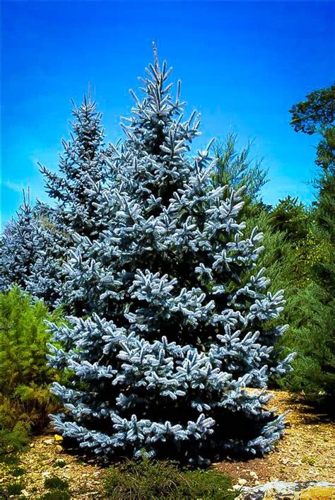 Buy Hoopsii Blue Spruce Trees Picea Pungens ‘hoopsii Online Free
