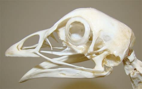 Anatomy And Bird Bones Avian Skeletal System
