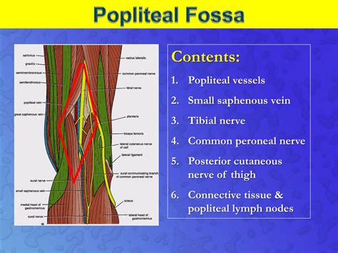 Popliteal Fossa Boundaries