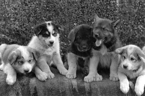 Filesled Dog Puppies Ca 1912