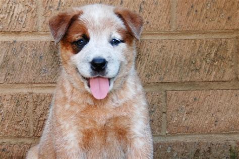 Red Heeler Red Australian Cattle Dog Facts Traits And History Dogster