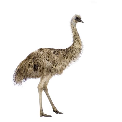 Emu Definition And Meaning Collins English Dictionary