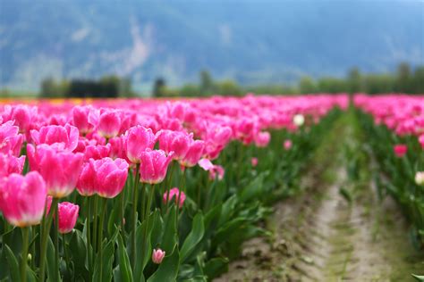 Pink Tulip Flower Field In Bloom During Daytime Hd Wallpaper