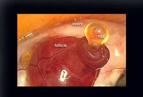 Guide Medicos The Amazing Journey Of Conception From Egg To Embryo