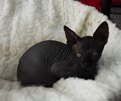 The Sphynx Is The Breed That Many Would Consider The Title Holder Of