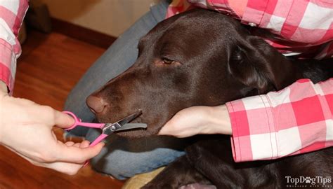 Ease of food consumption, different facial structures and many more others that you need to learn. How to Trim Your Dog's Face Hair with Scissors (Safety ...