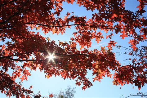 Free Images Branch Sun Sunlight Leaf Autumn Season Maple Tree