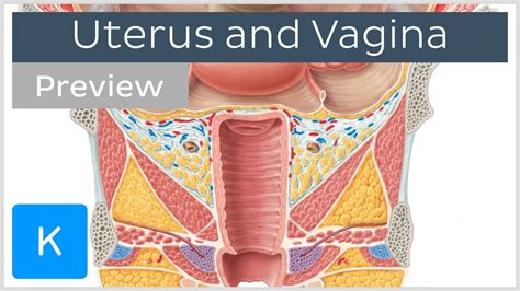 Uterus And Vagina Preview Human Anatomy Kenhub Youtube