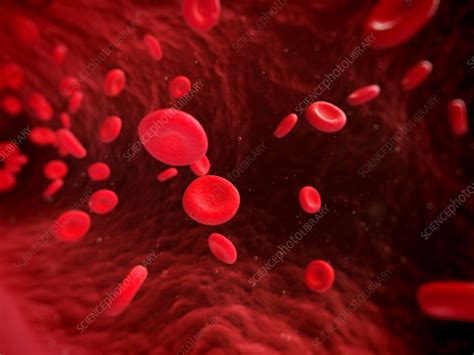 Human Red Blood Cells Artwork Stock Image F0101635 Science