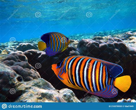 Underwater Scene With Coral Reef And Exotic Fishes Stock Image Image