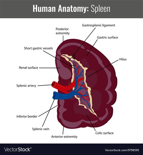 Human Spleen Detailed Anatomy Medical Royalty Free Vector