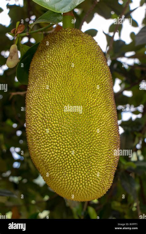 Close Up Of Jackfruits Artocarpus Heterophyllus Also Known As Jack