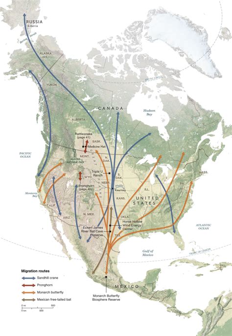 Explore The Migration Routes Of Several Different Species In North