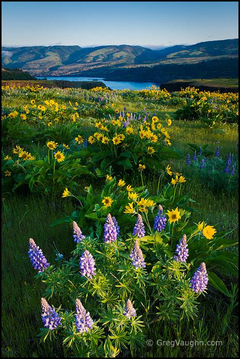 Spring Wildflowers In The Pacific Northwest Best Of The Northwest