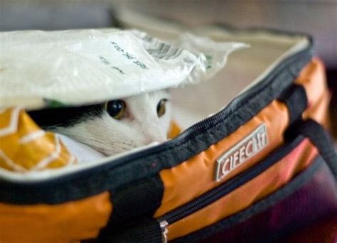 Cats Are Known For Being Stealth But These Pictures Suggest Otherwise