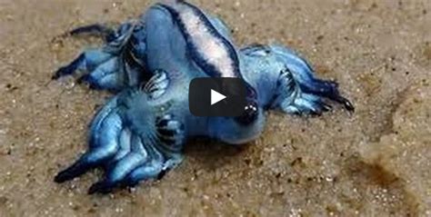 Top 10 Weird Animals In The World And Strange Creatures 2014 Happy