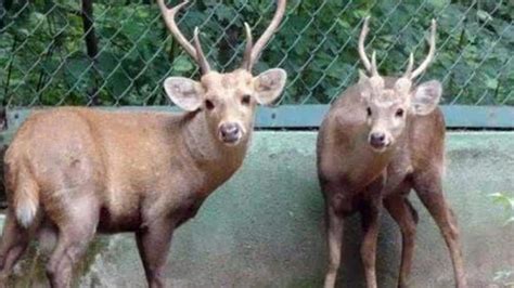 4 Suspected Poachers Held For Killing Endangered Hog Deer At Kaziranga