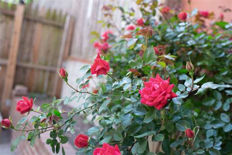 Pictures Of Rose Plant