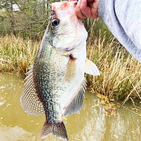 3 Best Baits For Crappie Jigs Vs Minnows Vs Jigs Tipped With Minnows