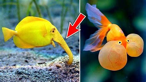 Top 10 Most Unique And Rare Fish In The World Youtube
