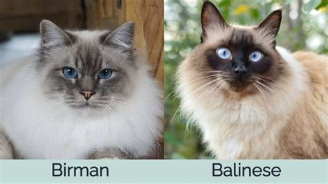 Balinese Cat