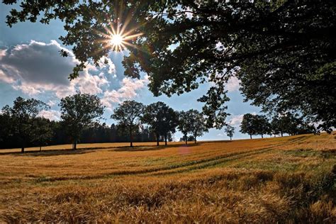 Gerstenfeld Foto And Bild Landschaft Äcker Felder And Wiesen Sommer