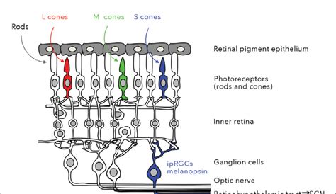 schematic of the human retina classical photoreceptors rods cones download scientific