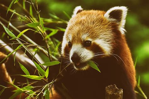 Panda Röd Panda Björnkatt Ailurus Fulgens Rovdjur Däggdjur Zoo