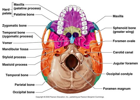 Occipital Bone Anterior View Anatomy Bones Occipital Skull Anatomy