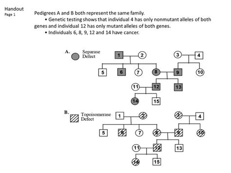Pedigree Charts Worksheet Answers Pedigree Chart Practices