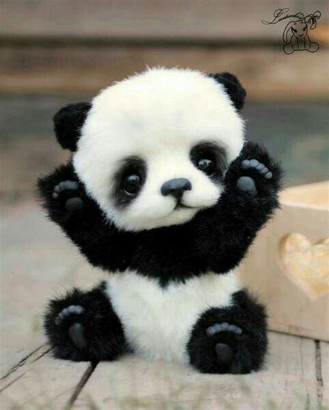 Pin By Senjuti Mukhopadhyay On Panda My Baby Süße Baby Tiere