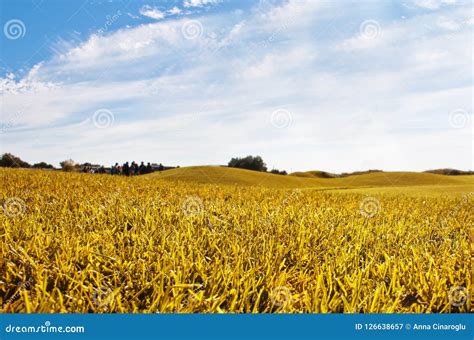 Autumn Landscape Yellow Field Meadow And Blue Sky Stock Image Image