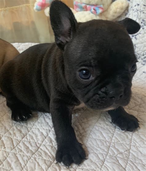 Bulldog without any brindle trace should be disqualified as being black. Brindle Male French Bulldog: Polo-Sold - The French Bulldog