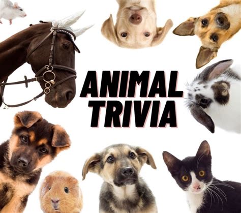 100 Animal Trivia Questions With Answers For Kids And Adults Parade Pets
