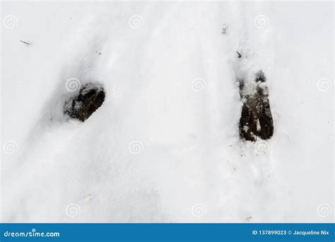 Whitetail Deer Tracks In Snow Stock Image Image Of Snow Footprints
