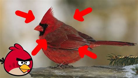 Angry Birds In Real Life Youtube