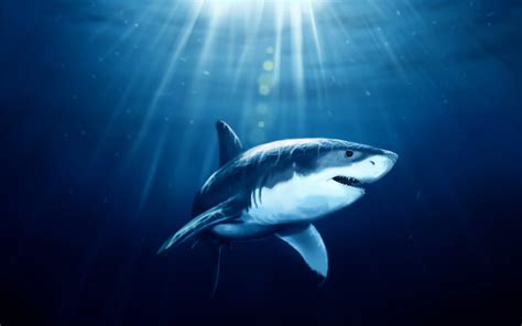 4k Shark Wallpapers High Quality Download Free